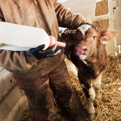 Calf feeding bottle with teat inershape product