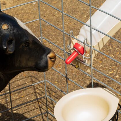 Teats for calf feeding bottles intershape product