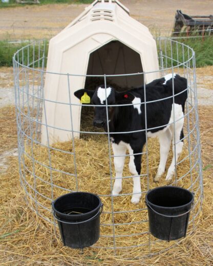 Buckets and holders attached to calf hutch fence