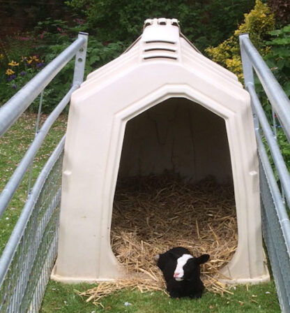 lamb in small animal shelter