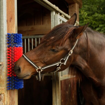 Scratching brush horses - livestock intershape product