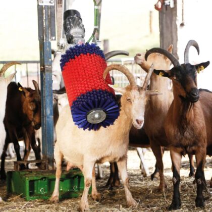 Swinging brush - goats & calves INTERSHAPE product