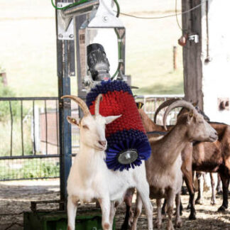 Swinging Brush for Goats