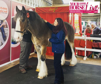 Animat rubber stable mats at Your Horse Live 2019