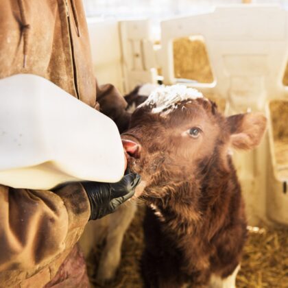 Feed supplements & Calf milk