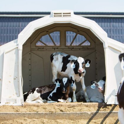 intershape Large Animal Field Shelter hutch product